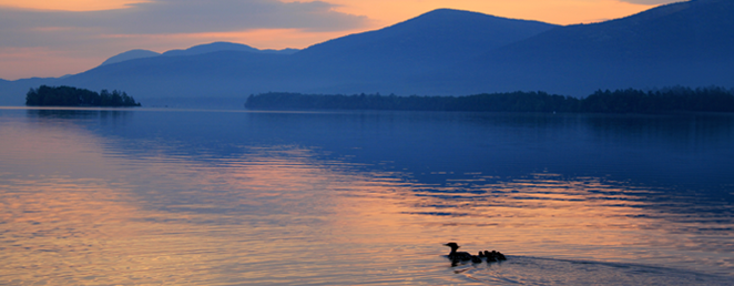 detail-common-loon-sunset-blue-mountain-lake